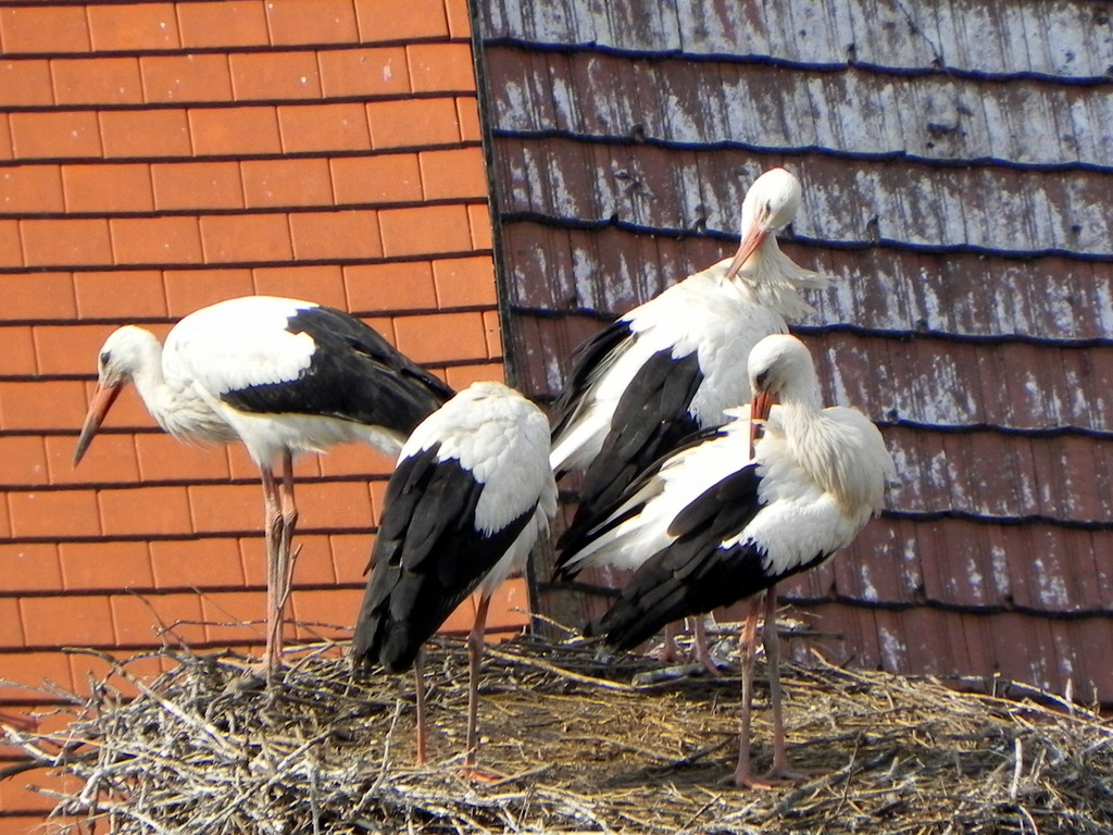DSCN1613.JPG
