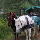 Ausflug 22 -26 8 2010 HamburgL__neburger Heide 083.JPG