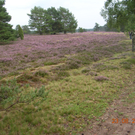 Ausflug 22 -26 8 2010 HamburgL__neburger Heide 087.JPG