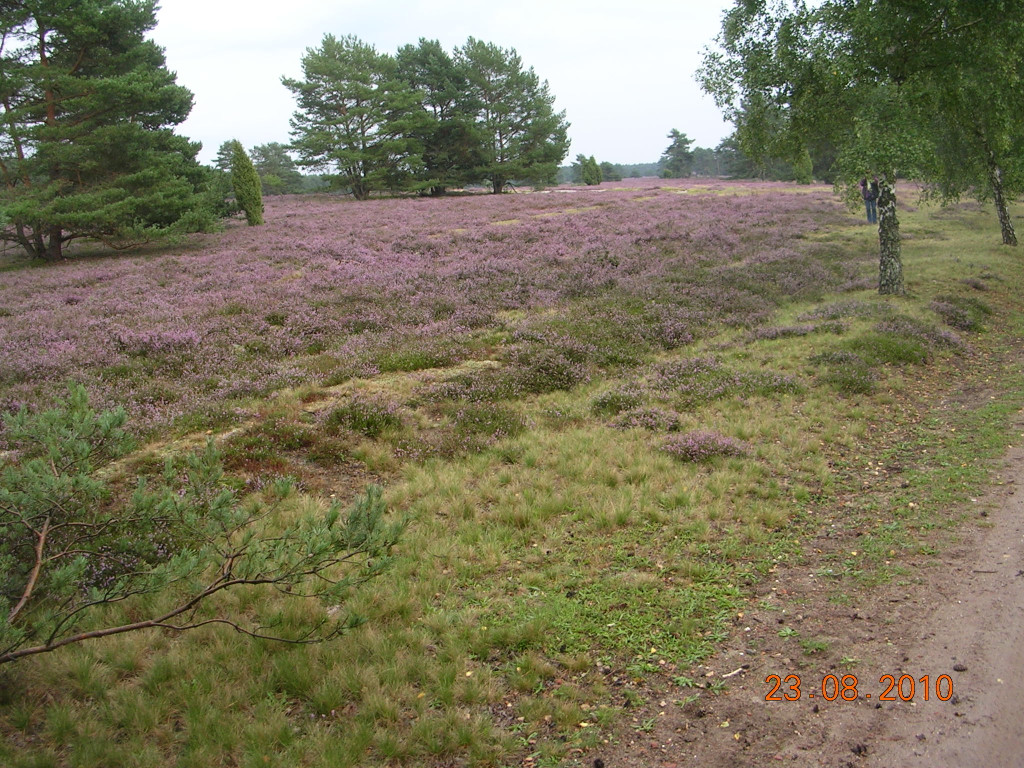 Ausflug 22 -26 8 2010 HamburgL__neburger Heide 087.JPG
