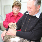 Auto-Katze ist wieder daheim