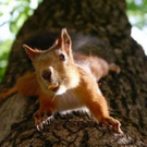 Die schönsten Bilder aus der Natur der Tiere