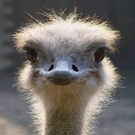 lepeanimale07.jpg