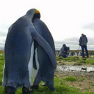 lepeanimale09.jpg