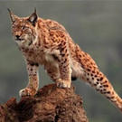 lepeanimale11.jpg