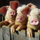 lepeanimale14.jpg