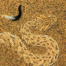 lepeanimale16.jpg