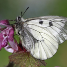 Schwarzer Apollo Foto Wilhelm Gailberger.jpg