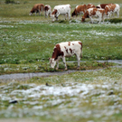 Bilder vom ersten Schnee