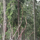 normal_31082010forstuschmittenkbaktivnews_09.jpg