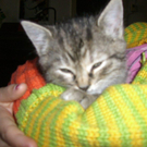Katzenbabies