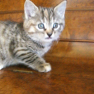 Katze3.jpg