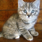 Katze5.jpg