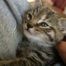 Katze6.jpg