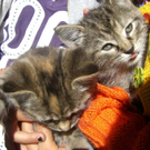 Katze7.jpg
