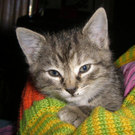 Katze9.jpg