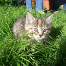 Katze2.jpg