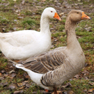 Martinigans von Martin Griesser