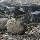 ZooSBG_DreiWollschweine_Ball.jpg