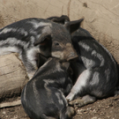 ZooSBG_muede_Ferkel.jpg