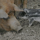 ZooSBG_Rettich_Ferkelchen.jpg