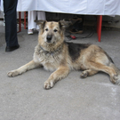 Hoffest 046.jpg
