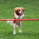 a Hundefreunde Egg 04_09_2010 10_jpg-1283771708
