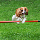a Hundefreunde Egg 04_09_2010 11_jpg-1283771717