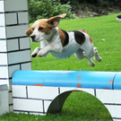 a Hundefreunde Egg 04_09_2010 86_jpg-1283771860