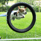 a Hundefreunde Egg 04_09_2010 97_jpg-1283771894