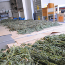 Bilder der Plantage