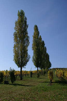 Glanz 3.jpg