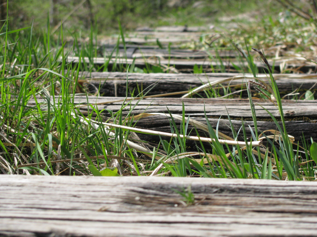 Gras zwischen den Schwellen_JPG-1283858161