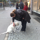 Welpenkurs der "Bregenzerwälder Hundefreunde  in Dornbirn
