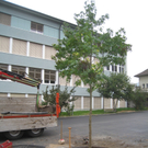 Schulhof Baeume neu _10__jpg-1283954119