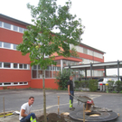 Schulhof Baeume neu _12__jpg-1283954170