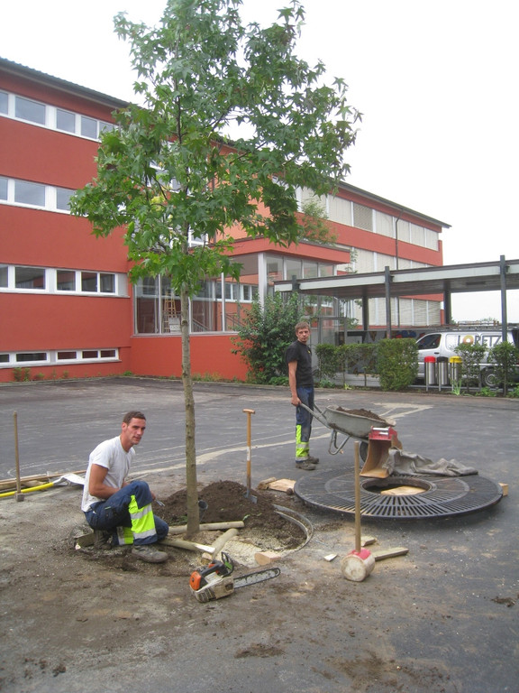 Schulhof Baeume neu _12__jpg-1283954170
