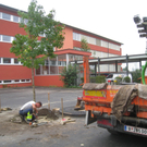 Schulhof Baeume neu _11__jpg-1283954151