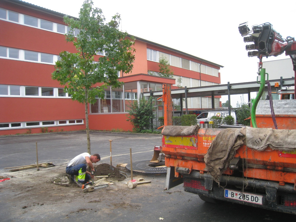 Schulhof Baeume neu _11__jpg-1283954151