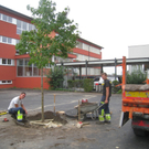 Schulhof Baeume neu _13__jpg-1283954188