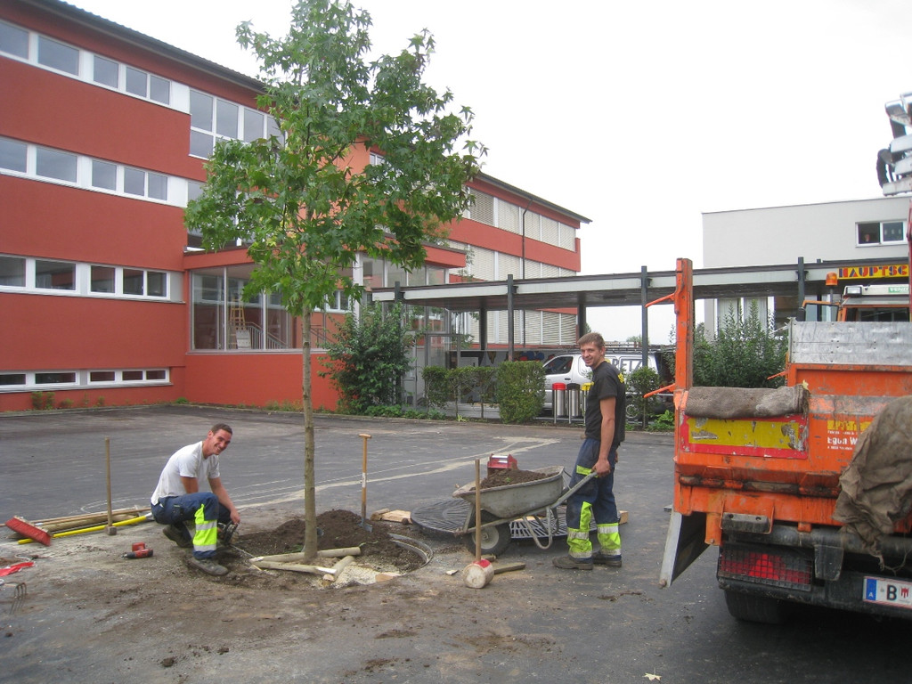 Schulhof Baeume neu _13__jpg-1283954188