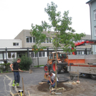 Schulhof Baeume neu _1__jpg-1283954210