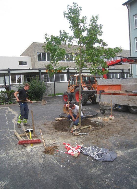 Schulhof Baeume neu _1__jpg-1283954210