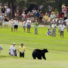 baer-golf-9913991-MBQF_templateId_renderScaled_property_Bild_height_349.jpg