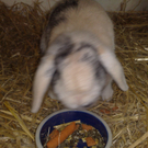 Tiere der Woche KW 36