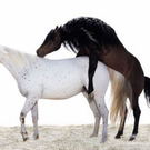 united-colours-of-benetton-1_ARDLZ_22975.jpg