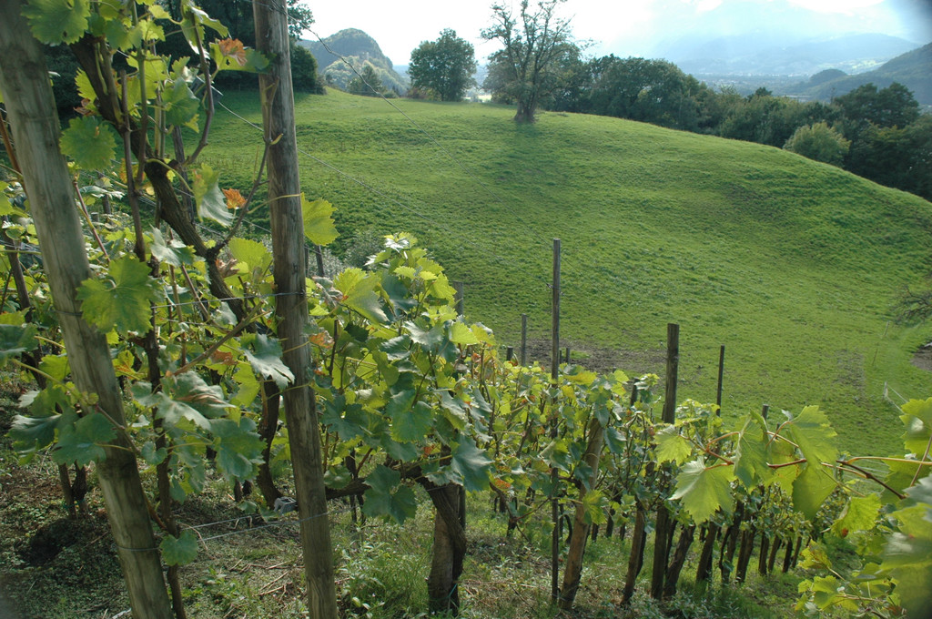 DSC_0241_JPG-1284286232