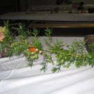 IMG_8739_JPG-1284288862