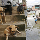 flood3.jpg