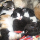 Katzen Herbst 2010 019_jpg-1284381562